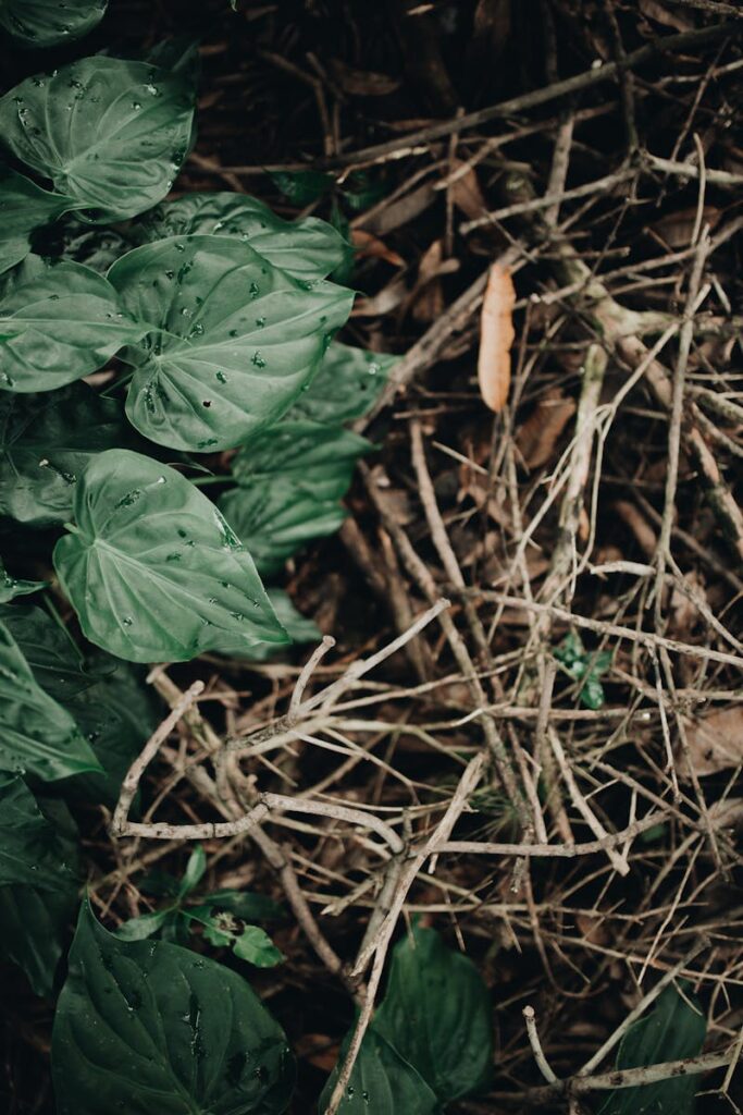 Close up of Leaves and Sticks