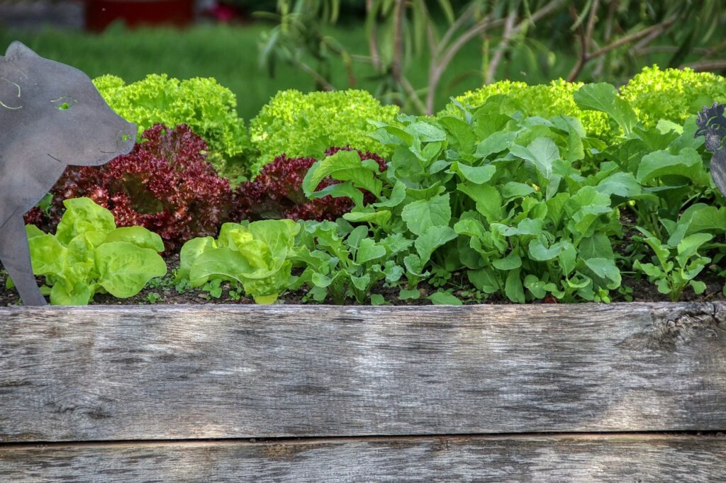 garden, salad, raised bed-5223912.jpg